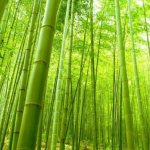 What is bamboo fiber?