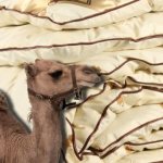 How to choose a camel wool blanket: which manufacturer is better, reviews
