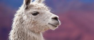 llama face close up