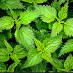 Yarn from plants: nettle. Nettle yarn. Pros, cons and what can be connected from it 