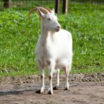 Breeding, keeping, caring for goats – AGRARY