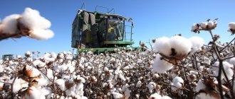 Cotton picking