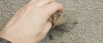 Removing pen stains from a leather sofa