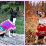 Вязаные свитера для маленьких собак